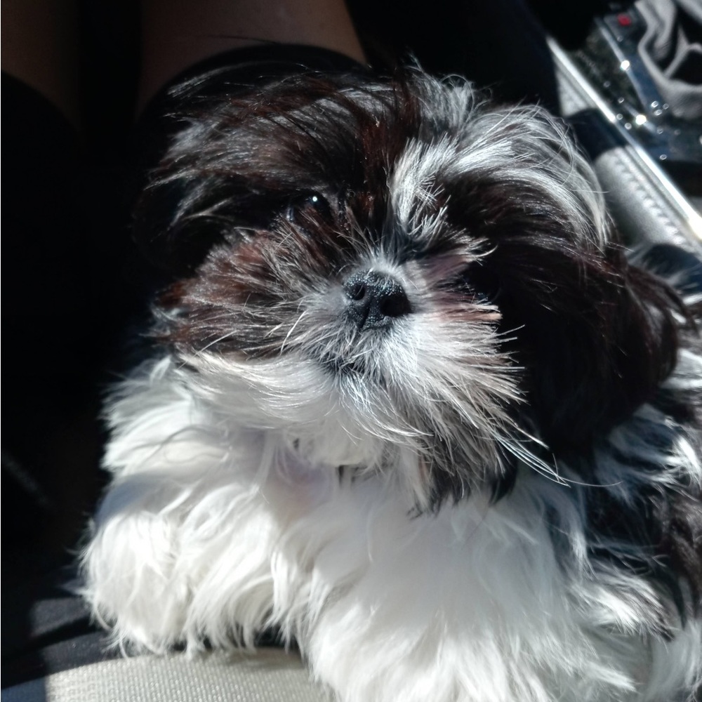 Meet your Posher, Nicol